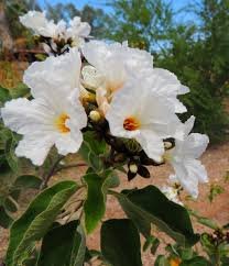 Gundo (Cordia) (ગુંડો)